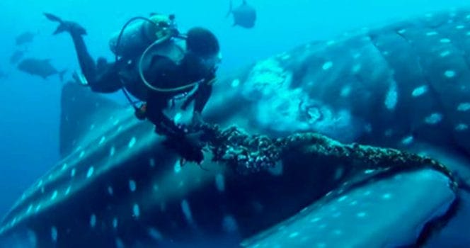 djurhjälte, valhaj, rädda, fiskenät