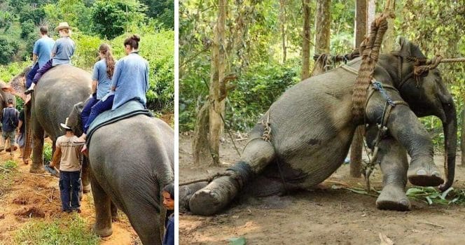 Elefanter plågas för elefantridning