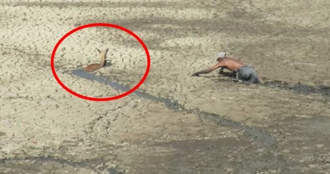 djurhjälten, räddning, antilop, zimbabwe.