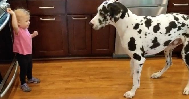 Flicka, Grand Danois, trick.