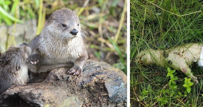 Utter hittad död med sprängämnen runt magen