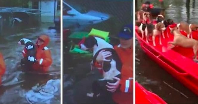 kustbevakning, hund, översvämning