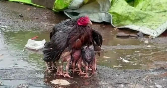 honsmamma, kycklingar