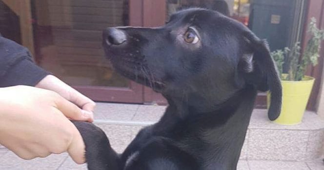 Prince, hundvalp, hund, försvunnen