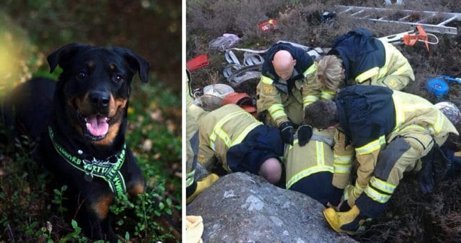 brandmän, lady, hund, räddas, djurambulansen