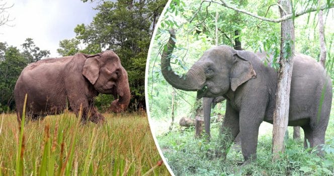 Elefant, Elefanter, Vietnam, Yok Don