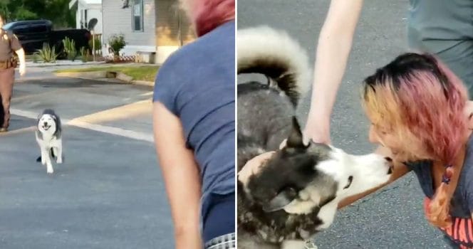 hund, återförening, matte