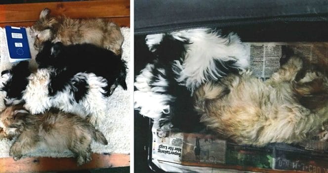 hundar, hundvalpar, valpar, smuggling
