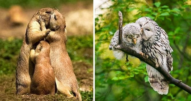 Djur, kärlek, höst, vilda djur