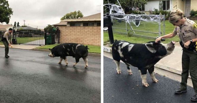 Polis, gris, San Bernardino, rymling