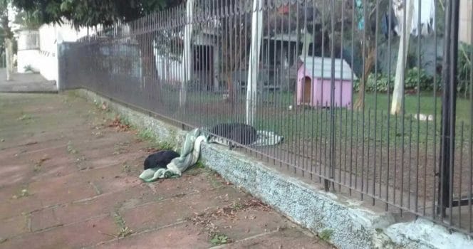 hund, läxa, gatuhund