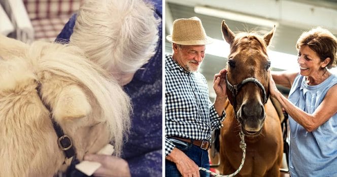 Asco, minihäst, Demens, vardaga, solbacka, äldreboende