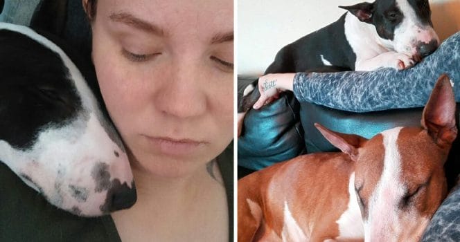 Hundar, stulna, tjuvar, Umeå