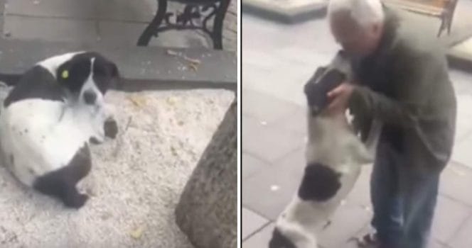 hund, husse, aterforening