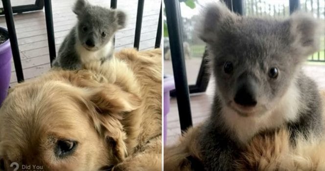 golde retreiver, koala