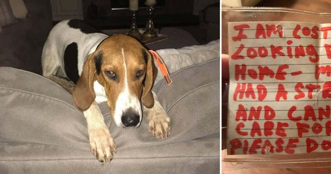 övergiven hund, luvnpupz