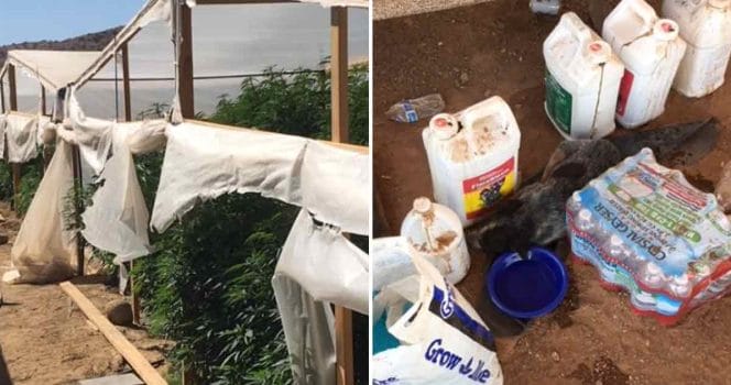 hundvalp, polis, tillslag