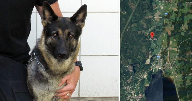 Polishund, Polis, Sota, försvunne