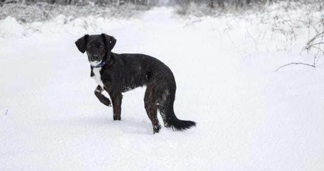 Hund i snö