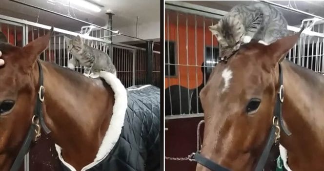 katt, hund, sassy, stall