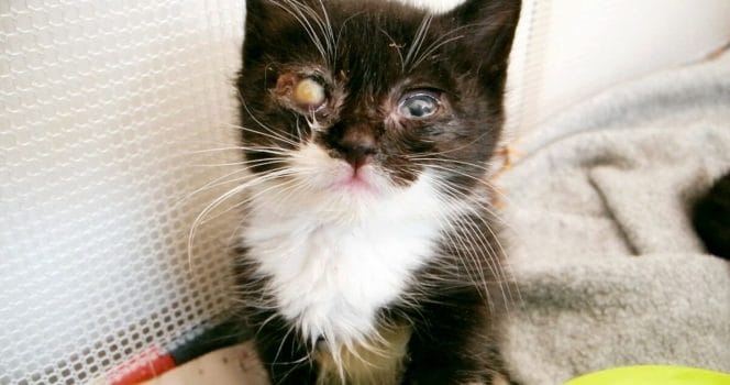 katt, id-märkning, hemlösa katter, katt, hund, djurplågeri, misshandel