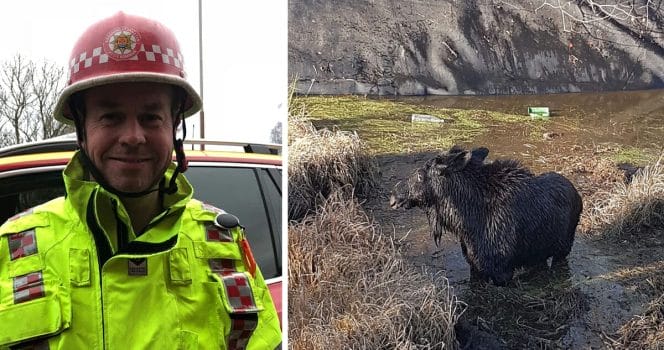 Älg, räddningstjänsten, Foto: Räddningstjänsten i Hylte, Hylte, gödselbrunn, gödsel