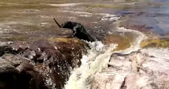 hund, räddning, hundkompis