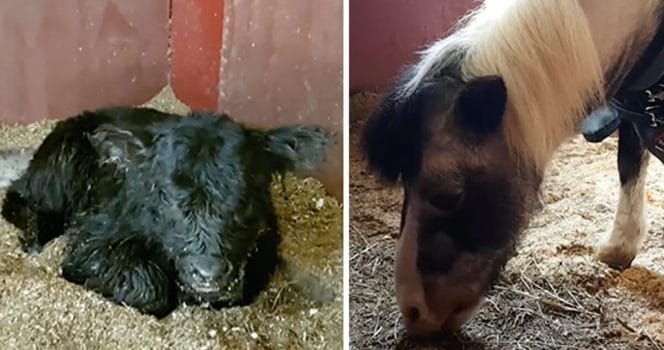 Sigge, Nore, kalv, häst, ko, adopterade