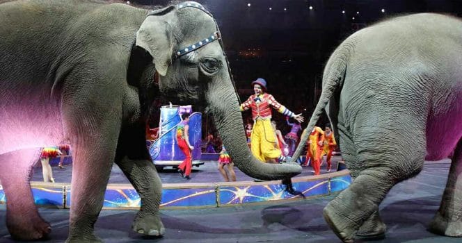 elefant, vilda djur, cirkus, portugal, förbud