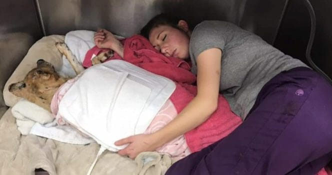 hund, brand, veterinär