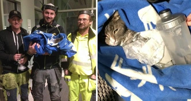 Sixten, katt, göteborg, snickare, räddningstjänst, polis, djurambulans
