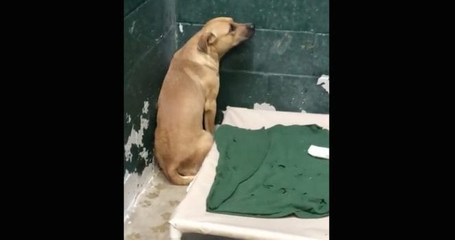 rädd hund, övergiven hund