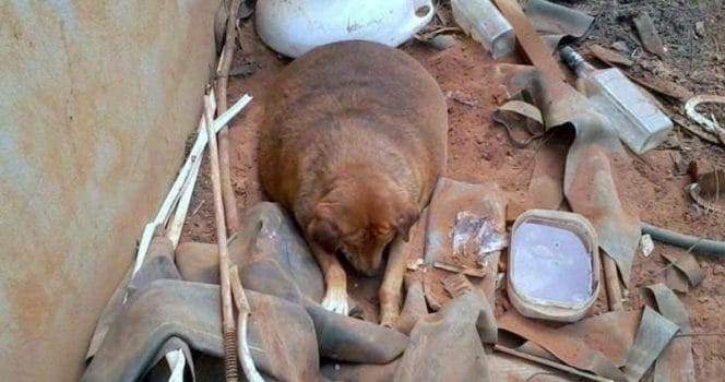 hund, hånas, förvandling