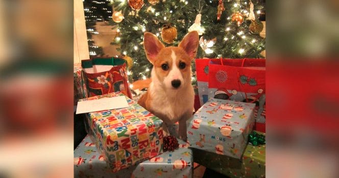 Hund, gran, julklappar