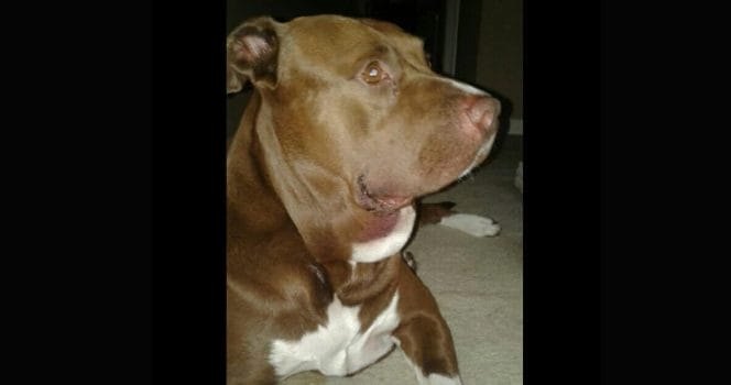 hund, räddar, pojke, orm