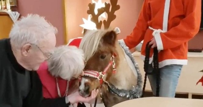 ponny, äldreboende, rasken