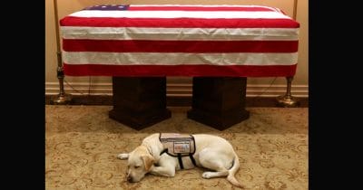 ledarhund, president