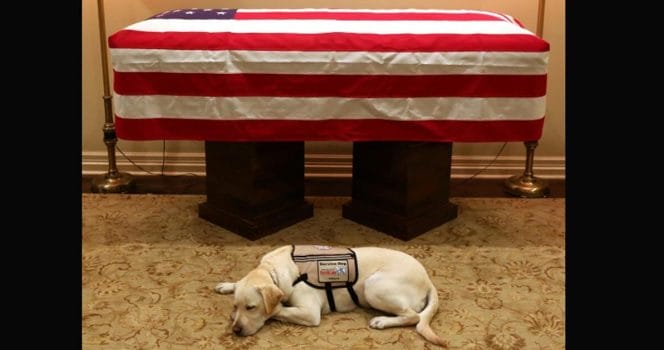 ledarhund, president