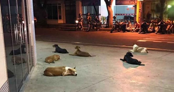 hundar utanför sjukhus