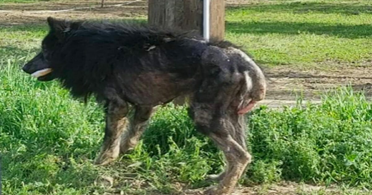 Hund ser ut som varulv
