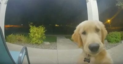 hund ringer på dörren