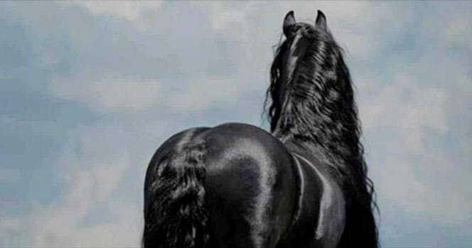 Frederik the great kallades världens vackraste häst