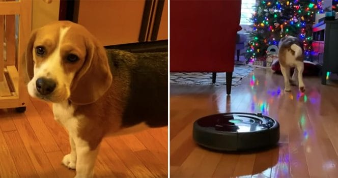 oliver, beagle, robotdammsugare