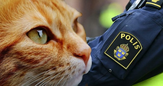 Katt räddade man från brand