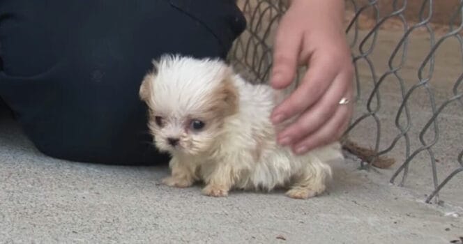 Liten söt hund