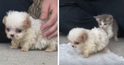 En riktig sötnos får sällskap av en katt