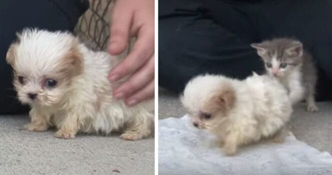 En riktig sötnos får sällskap av en katt