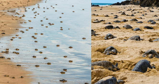 sköldpaddor, indien