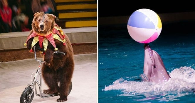 vilda djur på cirkus, delfinarier