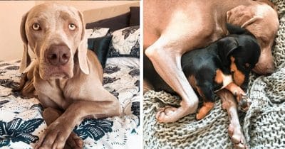 Arnold traumatiserad